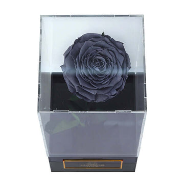 Infinity Black Rose Single